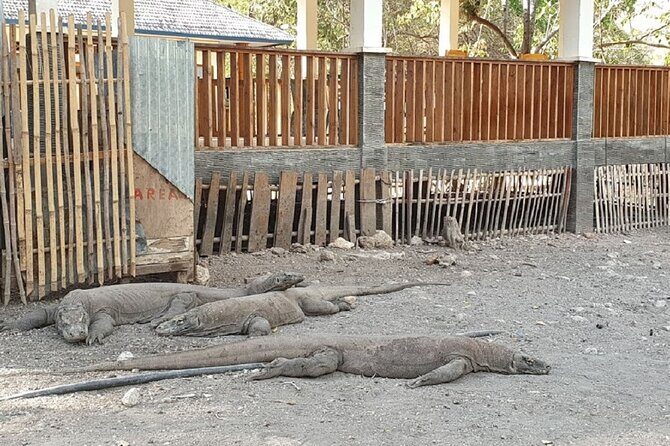 1- day Komodo island Tour hopping around by Speed Boat - Pink Beach and Taka Makassar: the color break between hikes