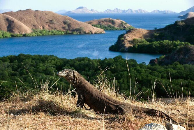 1 Day Komodo Trip by Private Fast Boat - Key Points You Should Know