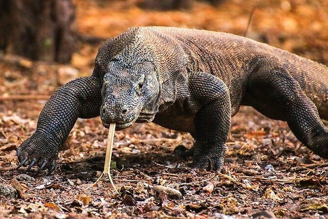 1 Day Komodo Trip by Private Fast Boat - A Fast-Boat Day That Hits Six Komodo Hotspots