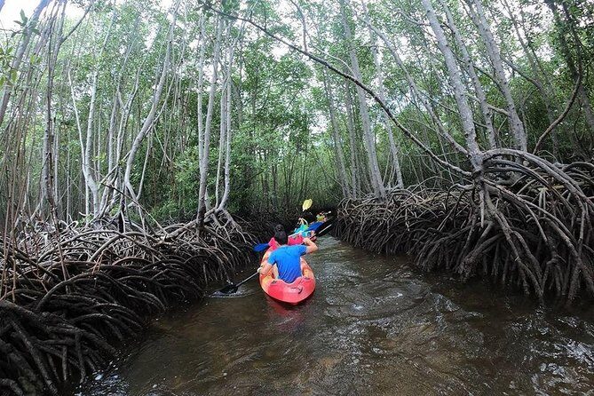 1 Hour Mangrove Tour From Lembongan with Kayak, Paddle, or Boat - Key highlights you’ll actually care about