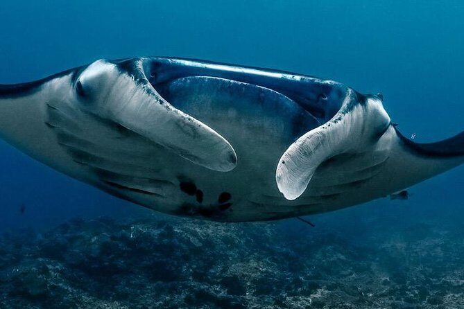 2 Days Discover Scuba Diving in Nusa Lembongan - Scuba Initiation - Key things to know before you start