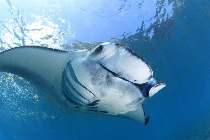 2 Days Discover Scuba Diving in Nusa Lembongan - Scuba Initiation - Day 2: two different underwater stops, with mantas as a real possibility