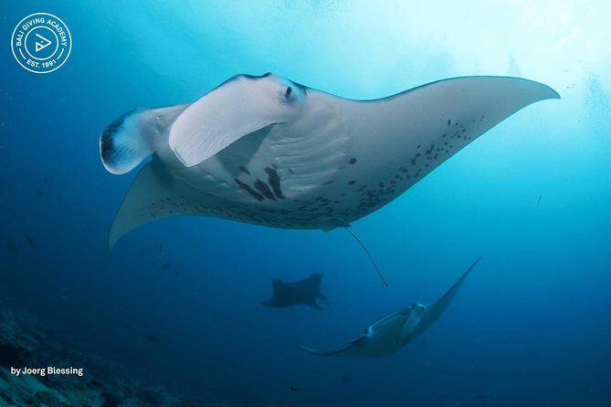 2 or 3 dives in Nusa Lembongan and Penida, for certified diver (in Lembongan) - Key things I’d pay attention to