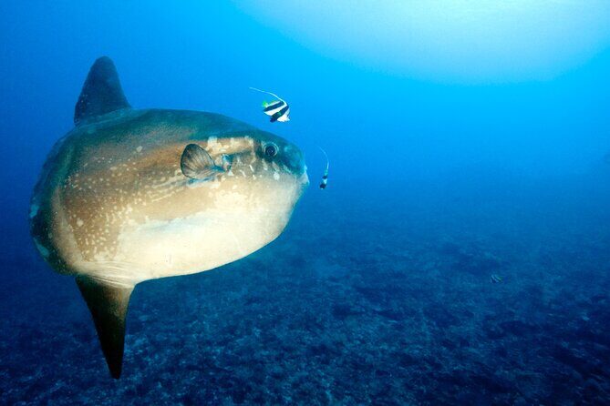 2 or 3 dives in Nusa Lembongan and Penida, for certified diver (in Lembongan) - Value Check: Is Around $105 Worth It?