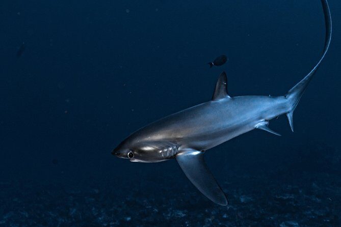 5 Fun Dives in Nusa Lembongan (for certified divers) - Swim with a Mola Mola - Why Nusa Lembongan Keeps Winning for Manta and Mola Mola Hunts