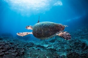 5 Fun Dives in Nusa Lembongan (for certified divers) - Swim with a Mola Mola - The Five Stop Plan: Crystal Bay to Jungut Batu Beach