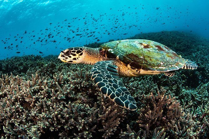 5 Fun Dives in Nusa Lembongan (for certified divers) - Swim with a Mola Mola - The Instructor Factor: Calm Briefings, Pro-Level Spotting