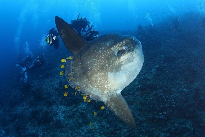 5 Fun Dives in Nusa Lembongan (for certified divers) - Swim with a Mola Mola - Should You Book This?