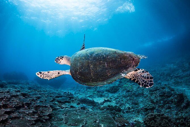 5 Fun Dives in Nusa Lembongan (for certified divers) - Swim with a Mola Mola - The Five Stop Plan: Crystal Bay to Jungut Batu Beach