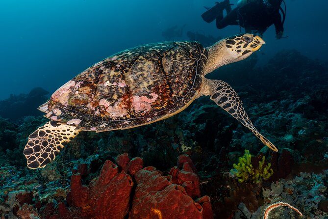 5 Fun Dives in Pemuteran (for certified divers) - Exploration in Menjangan Park - Price and Value: What You Pay For, and What Adds Up