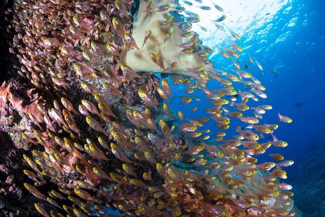 5 Fun Dives in Pemuteran (for certified divers) - Exploration in Menjangan Park - Small-Group Instruction: Why Fewer People Often Means Better Diving
