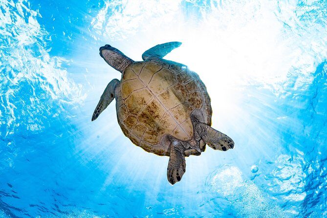 5 Fun Dives in Pemuteran (for certified divers) - Exploration in Menjangan Park - Equipment, Comfort, and the Stuff You Don’t Want to Worry About