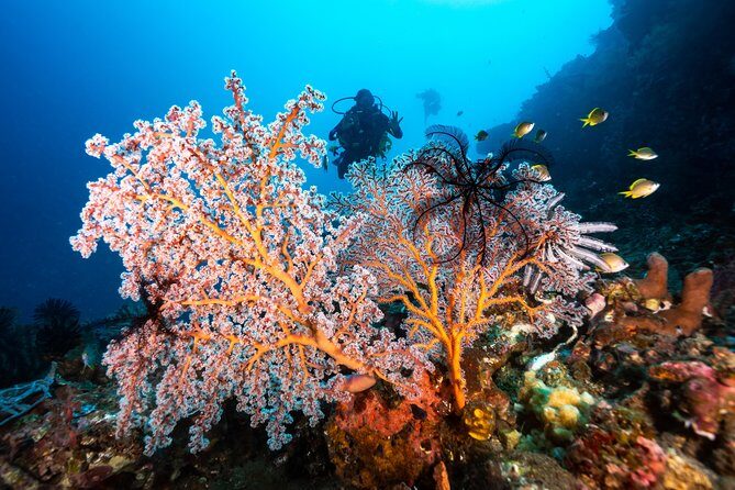 5 Fun Dives in Pemuteran (for certified divers) - Exploration in Menjangan Park - The Main Watch-Outs Before You Book