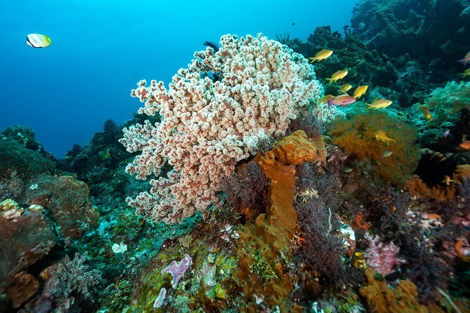 5 Fun Dives in Pemuteran (for certified divers) - Exploration in Menjangan Park - Should You Book This 2-Day Menjangan Package?