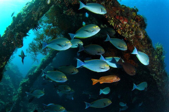 5 Fun Dives in Tulamben (for certified divers) - Discover famous diving sites - Quick Practical Tips Before You Go