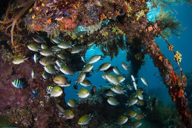 5 Fun Dives in Tulamben (for certified divers) - Discover famous diving sites - Should You Book This 5-Session Tulamben Package?