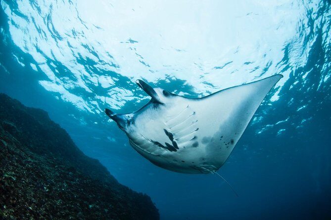 7 Fun Dives in Nusa Lembongan (for certified divers) - Premium Value Package - Seven Scuba Sessions in Lembongan: Where This Package Shines