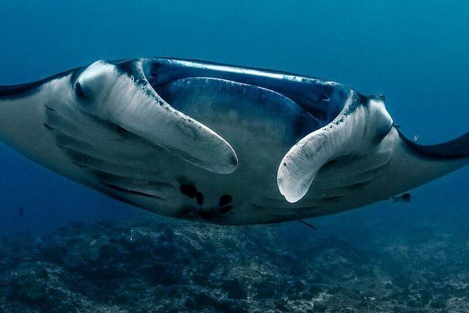 7 Fun Dives in Nusa Lembongan (for certified divers) - Premium Value Package - Transfers Without the Bike: Getting to the Water Efficiently