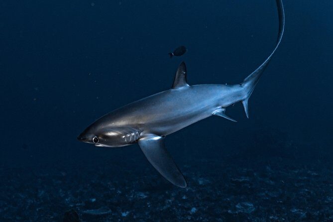 7 Fun Dives in Nusa Lembongan (for certified divers) - Premium Value Package - The Underwater Lineup: Crystal Bay, Manta Point, Mangroves, and More