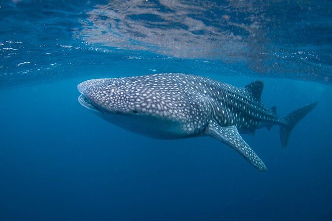7 Fun Dives in Nusa Lembongan (for certified divers) - Premium Value Package - How the Days Actually Flow: Briefings, Guidance, and Safety Rhythm