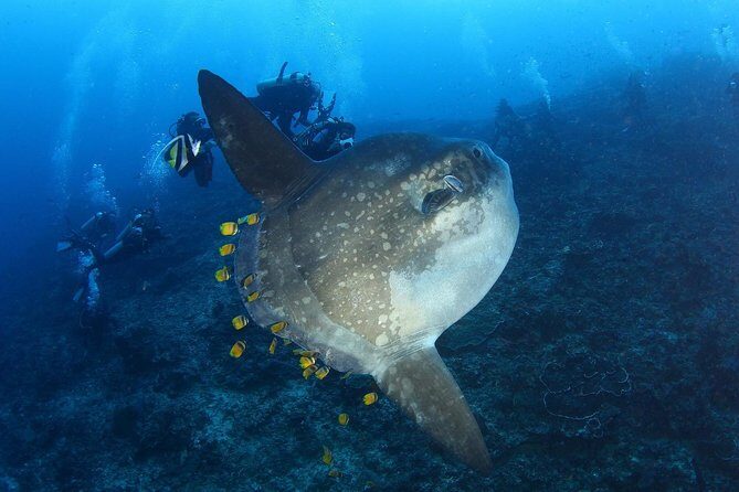Advanced Open Water Course - Advanced Certification in Lembongan (next to Bali) - Less theory, more underwater skill building (the Mellower style)