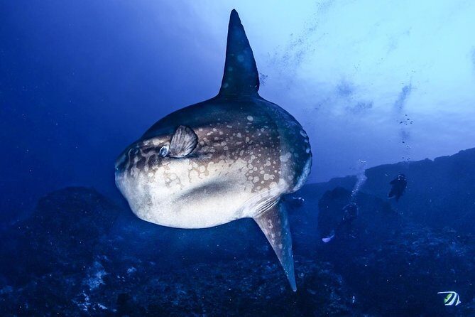 Advanced Open Water Course - Advanced Certification in Lembongan (next to Bali) - Gear, comfort, and what’s included (so you travel lighter)