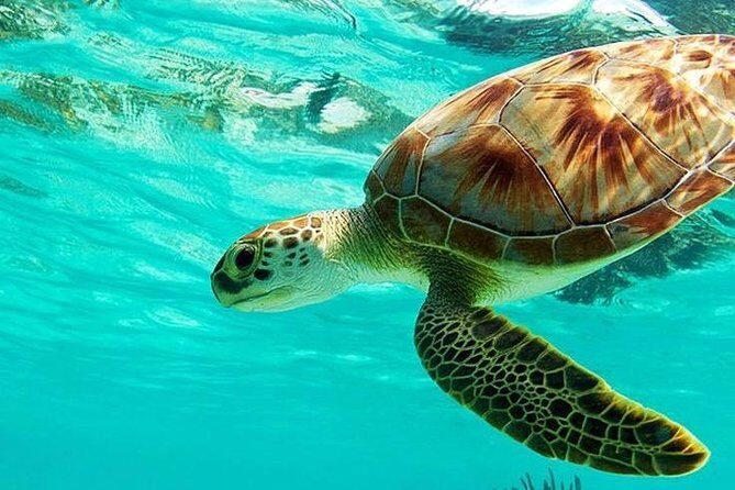 All Inclusive : Bali Blue Lagoon Snorkeling, Lunch, and Transport - Key things I’d circle before you go