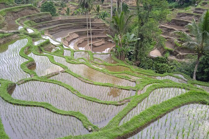 [All Inclusive] The Soul of Bali: Temples, Art & Traditions Tour - Suwat Waterfall: the easy walk to a quieter payoff