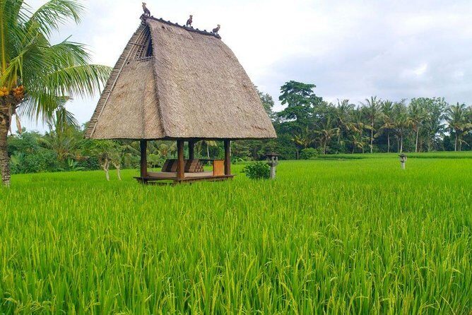 All-Inclusive Ubud Private Tour - Tegalalang Rice Terrace: Subak, Elevation, And Big Photo Energy
