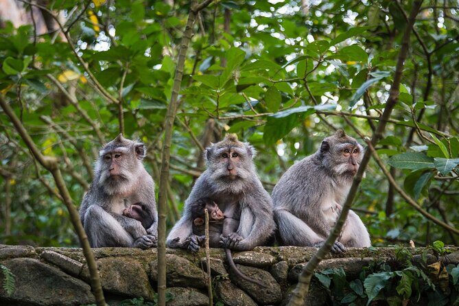Bali All-Inclusive: Ubud Tour with Entrance Ticket and Lunch Included - Pickup and timing: what 8:30am to about 9 hours feels like