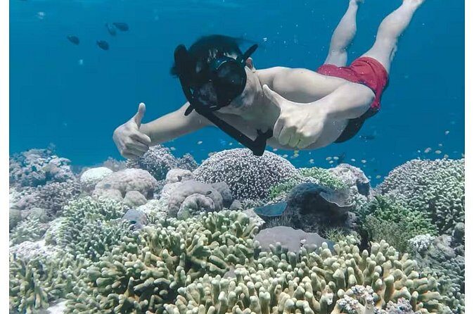 Bali and Lovina with Sunrise Dolphin Tour and Snorkeling - Best fit for early risers and ocean lovers
