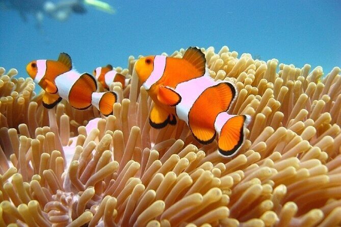 Bali ATV Quad Bike Adventure and Snorkeling Tour - What You’ll See Underwater: Coral, Fish, and the Surprise Moments