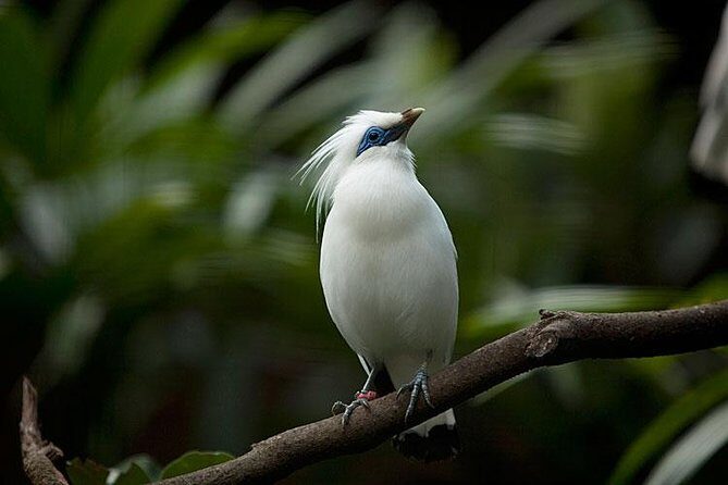 Bali Bird Park Admission Ticket with Hotel Transfer - How long should you plan? (1 to 6 hours, realistically)