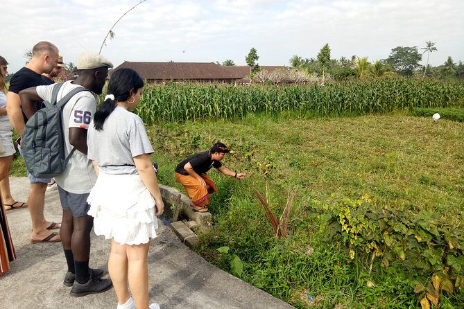 Bali Cooking Class and Ubud Sightseeing Tour - Who this private cooking-and-sights tour is best for