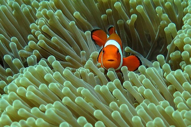 Bali Diving for Beginners: Tulamben Liberty Wreck - Quick Highlights You’ll Feel Immediately