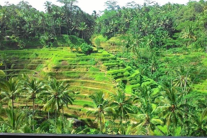 Bali Hindu temple, Rice terrace, Waterfall -All Inclusive - Stop 4: Uma Pakel Agro Tourism for coffee processing and a break
