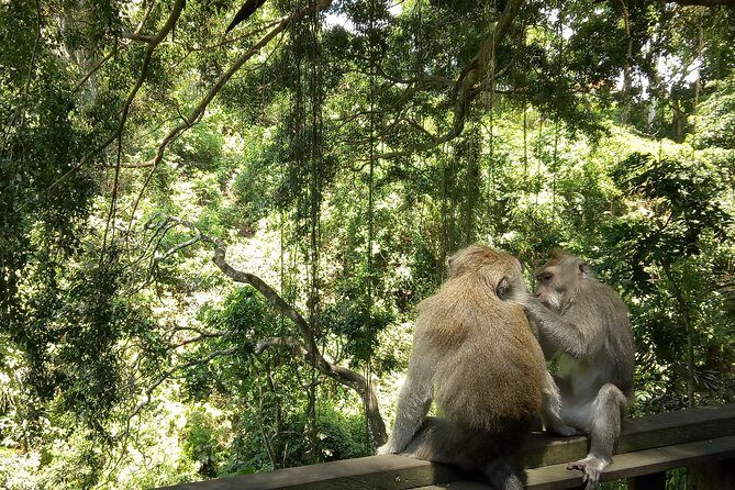 Bali Holy Bathing Ritual and Ubud Highlights tour - A Private Full-Day Ubud Plan That Doesn’t Waste Time