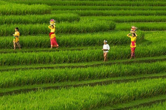 Bali Iconic Tour with Buffet Lunch and Attraction Tickets - Kintamani Highland: Where Mount Batur and Lake Batur Take Center Stage