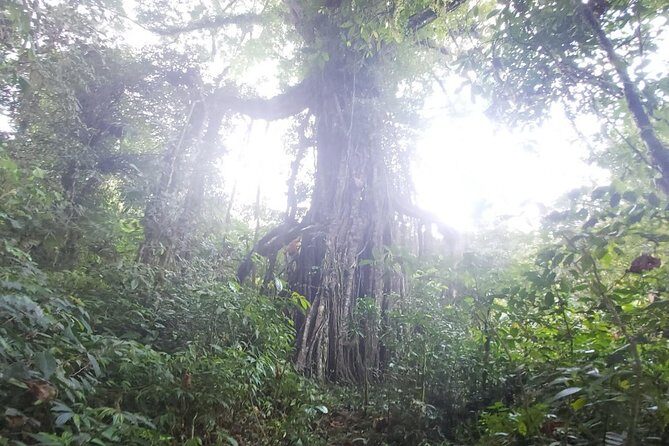 Bali Jungle Trekking and Lake Canoeing Tour - Trek time along Buyan Lake: views, big trees, and real footing