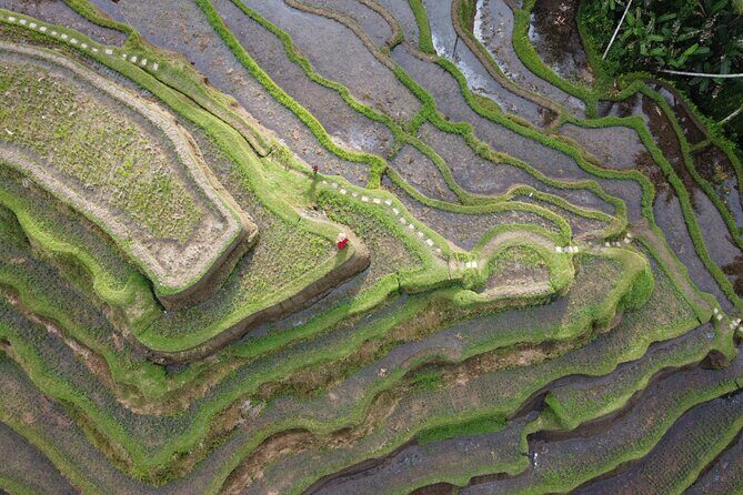 Bali Private Photographer & Drone - Rice Terraces, Jungle Swings, and Coffee Plantation Stops
