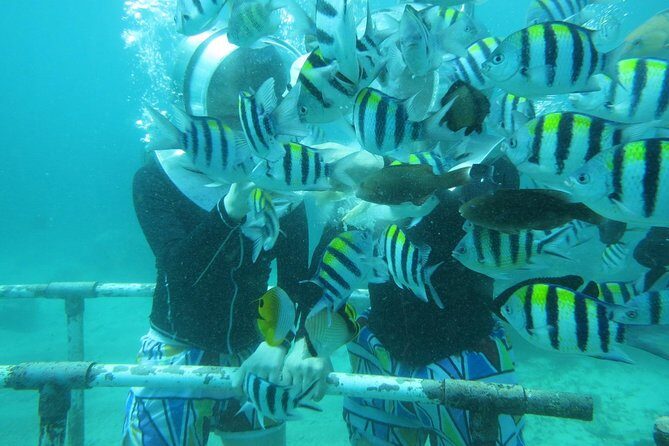 Bali Sea Walking Experience - Price and value: what $35.35 covers (and what can cost extra)