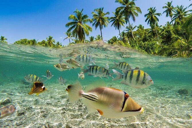 Bali Snorkeling 2 Spot at Blue Lagoon with Lunch & Transport - Your 2-Hour Snorkel Window: Rules, Gear, and What You Can See