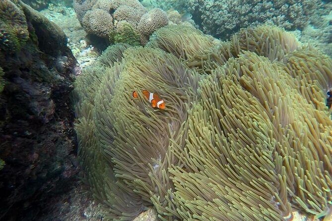 Bali Snorkeling 2 Spot at Blue Lagoon with Lunch & Transport - What the Guide Adds Beyond Safety