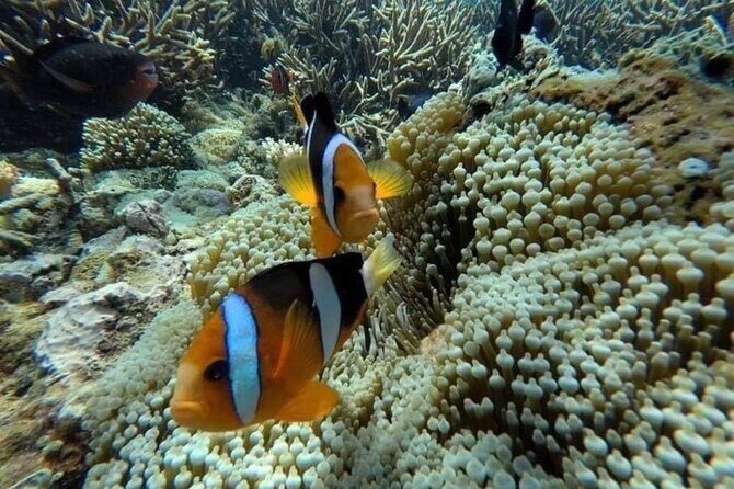 Bali Snorkeling 2 Spot at Blue Lagoon with Lunch & Transport - Transport and Meeting Point: Make the Start Easy on Yourself