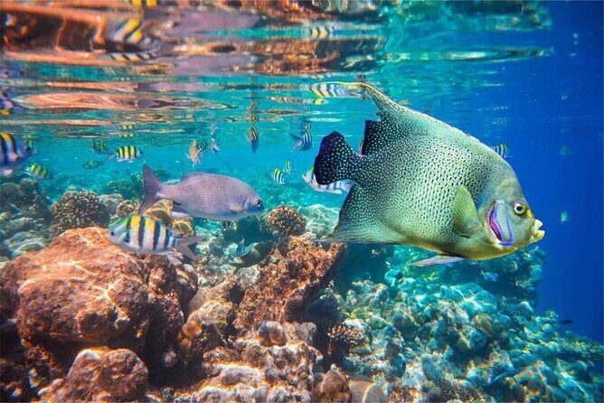 Bali Snorkeling 2 Spot at Blue Lagoon with Lunch & Transport - Price and Value: What $19 Really Buys You