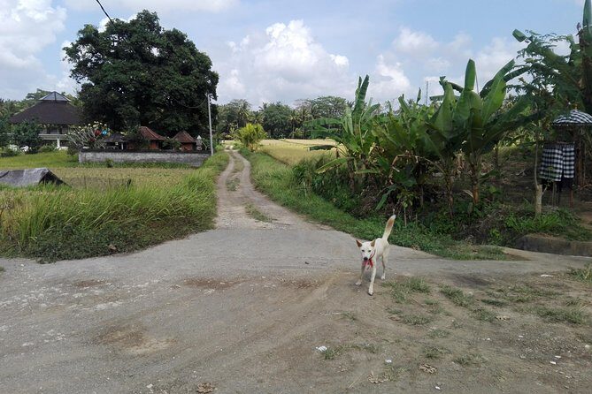 Balinese Cooking Class at Organic Farm - Quick hits before you go