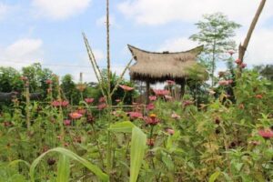 Balinese Cooking Class at Organic Farm - The ingredient hunt: herbs, fruit, and that walk that fuels lunch
