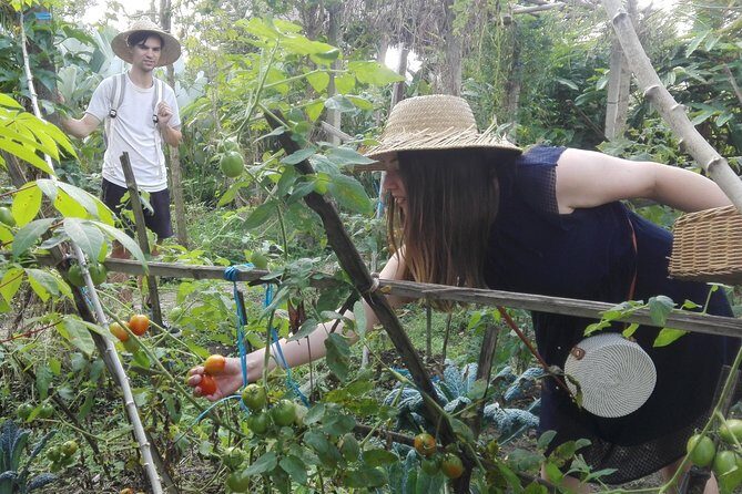 Balinese Cooking Class at Organic Farm - Mai Organic Farm center: the juice break and the reset