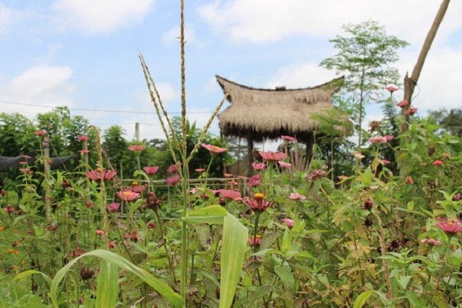 Balinese Cooking Class at Organic Farm - The ingredient hunt: herbs, fruit, and that walk that fuels lunch