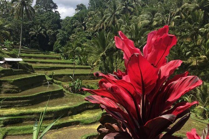 Balinese Life Style Tour - Your morning starts with pickup and a cool car